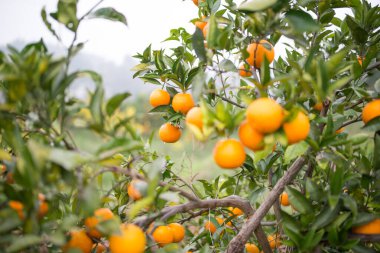 Portakal bahçesinde olgun bir portakal çiğ tanesiyle sallanır.