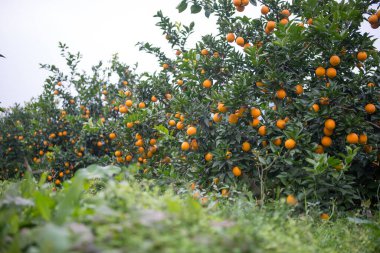 Portakal bahçesinde, bir portakal ağacı bir sürü altın olgun portakalla kaplıdır.