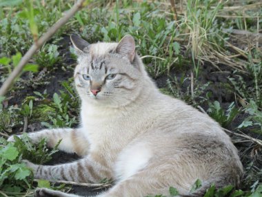 Mavi gözlü kedi, gölgelerde serilmiştir.