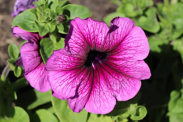 Perenne Florecimiento Petunia Púrpura — Foto de Stock