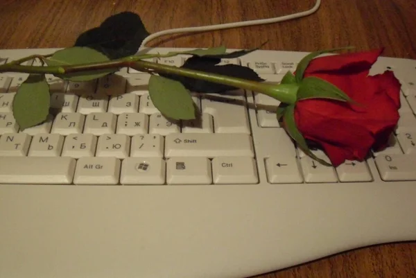 赤いバラは白いキーボードで — ストック写真