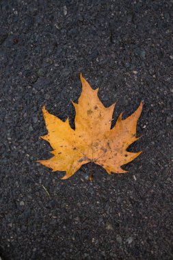 Şehir sokak arka plan üzerinde sonbahar yaprak