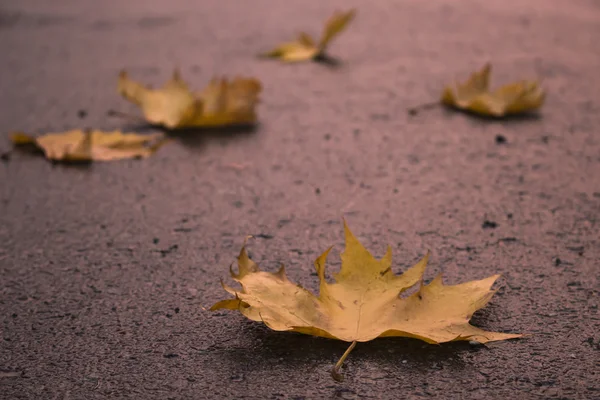 Осенние листья опадали на городской улице в сумерках Стоковая Картинка