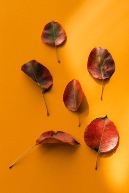 Turuncu zemin üzerine sonbahar yaprakları