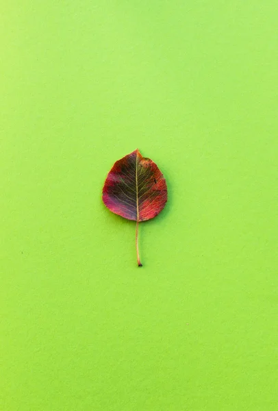 Pojedynczy liść jesieni na zielonym tle — Zdjęcie stockowe