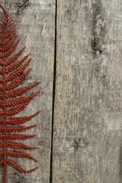 Folha de samambaia vermelha no fundo de madeira — Fotografia de Stock