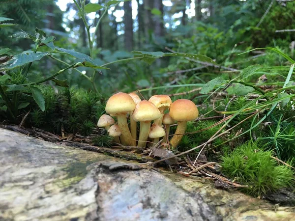 Grupo Cogumelos Silvestres Madressilvas Crescem Tronco Árvore Caído Floresta — Fotografia de Stock