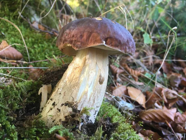 Cogumelo Florestal Que Cresce Entre Ramos Árvores Cones Floresta Verão — Fotografia de Stock