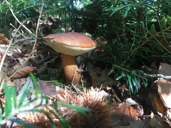 Cogumelo Florestal Que Cresce Entre Ramos Árvores Cones Floresta Verão — Fotografia de Stock