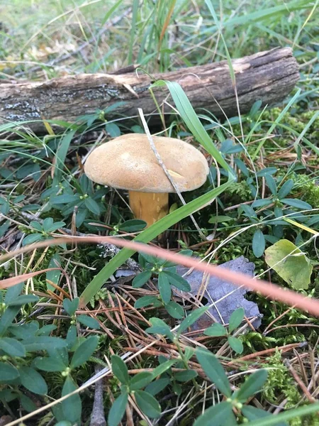 Cogumelo Florestal Que Cresce Entre Ramos Árvores Cones Floresta Verão — Fotografia de Stock