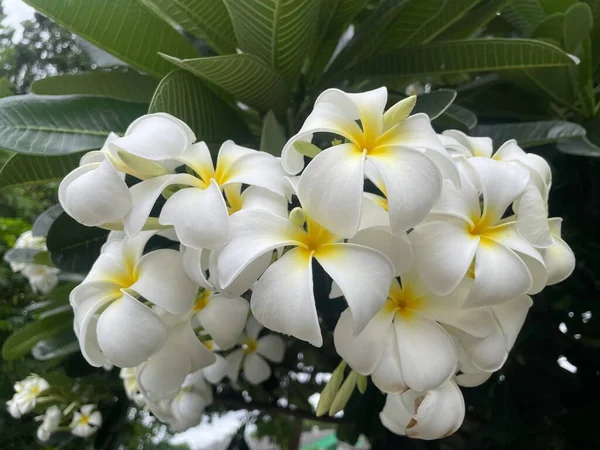 Doux Frangipani Fleur Plumeria Fleur Bouquet Sur Branche Matin Sur — Photo