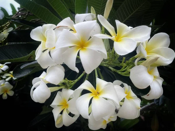 Яка Квітка Frangipani Або Plumeria Букет Квітів Гілці Дерева Ранок — стокове фото