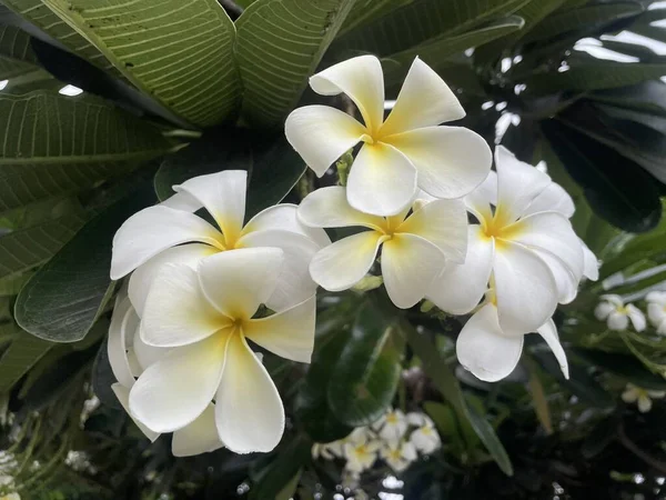 Flor Frangipani Macio Flor Plumeria Bouquet Árvore Ramo Manhã Fundo — Fotografia de Stock