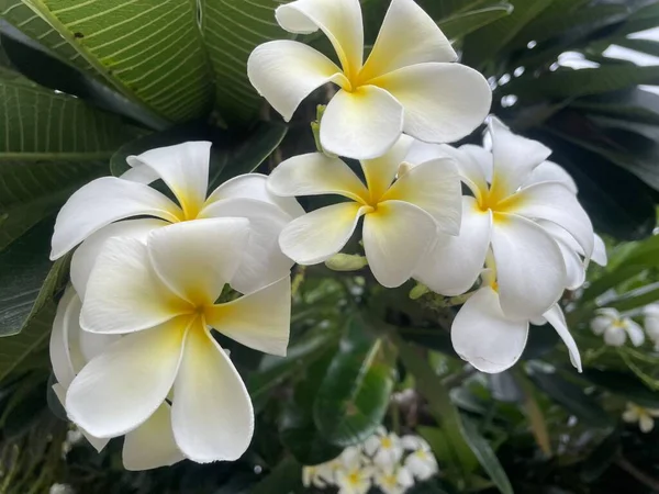 柔软的弗兰基帕尼花或羽状花花束在树枝上的树枝上 在模糊的背景上 梅花是白色和黄色的花瓣 在花园公园开花是美丽的 — 图库照片