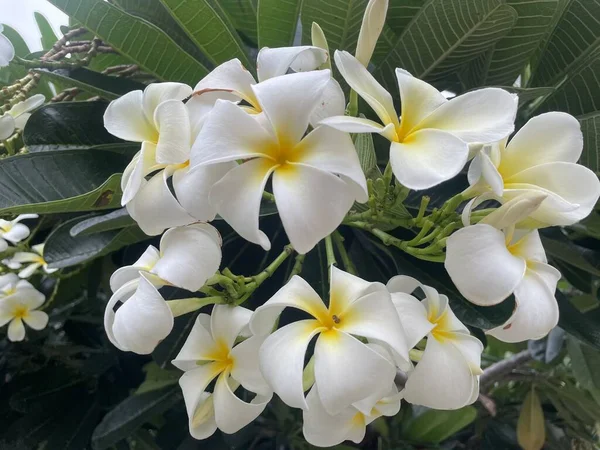 Яка Квітка Frangipani Або Plumeria Букет Квітів Гілці Дерева Ранок — стокове фото