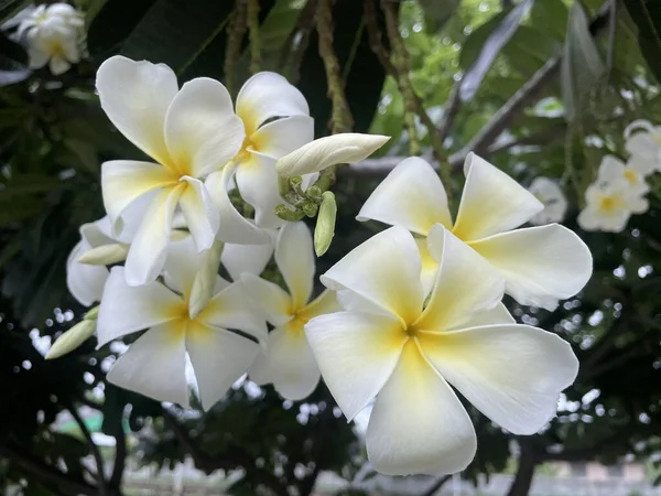 Morbido Fiore Frangipani Fiore Plumeria Bouquet Albero Ramo Mattino Sfondo — Foto Stock