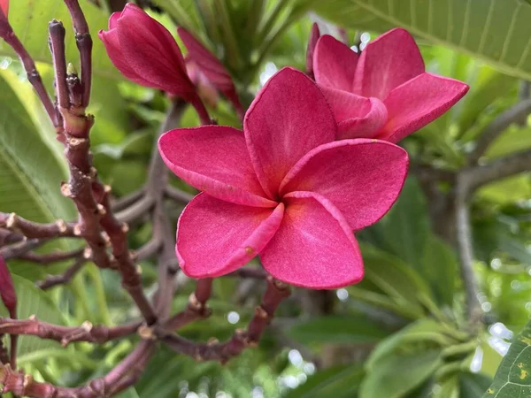 Plumeria Frangipani Lindo Buquê Flores Rosa Jardim — Fotografia de Stock