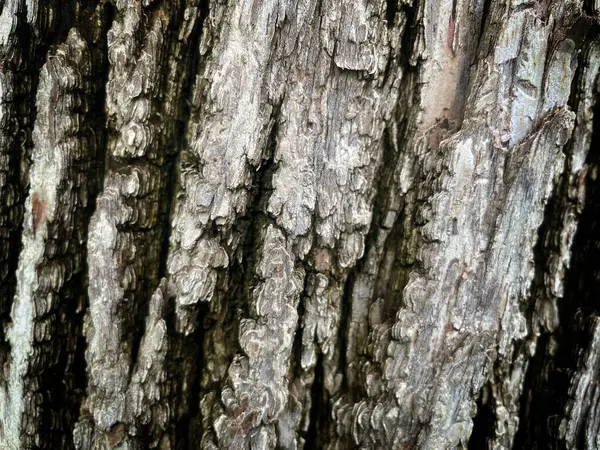 Wood Bark Texture Background Close — Stock Photo, Image
