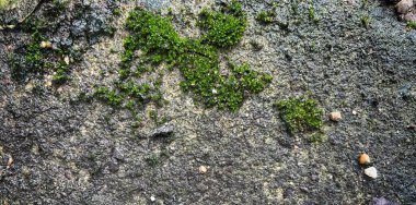 Yağmur mevsiminde çimento zeminde eğreltiotu yetişir.