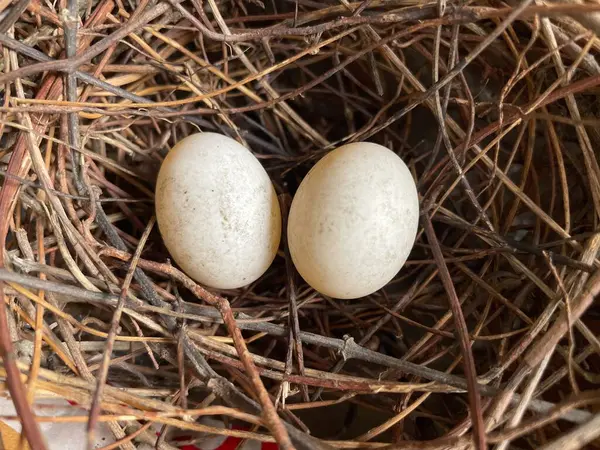 本物の鳥は太陽の下で木の上に卵を巣作り背景概念のアイデア — ストック写真