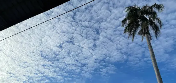 Coconut Tree White Blue Sky — Stok Foto