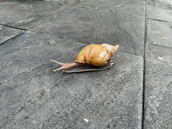 Big Snail Shell Crawling Road Summer Day Garden Common Garden — Stock Photo, Image