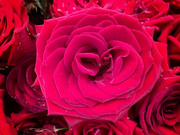 Ramo Rosas Frescas Flor Fondo Brillante — Foto de Stock