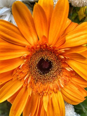 Arka plan resmi olarak güzel kasımpatı. Kasımpatı duvar kağıdı, sonbaharda kasımpatı..