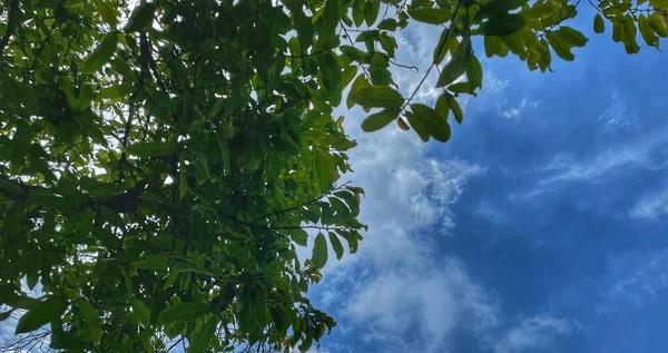 Πράσινα Φύλλα Φρεσκάδα Κατά Χειμερινή Περίοδο Στον Γαλάζιο Ουρανό — Φωτογραφία Αρχείου