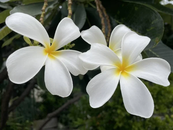 Plumeria Frangipani Blanco Amarillo Flores Con Hojas — Foto de Stock