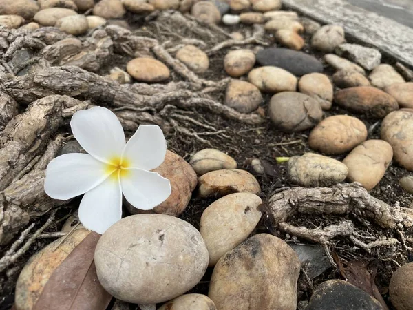 Біла Жовта Квітка Розквітає Каменях — стокове фото