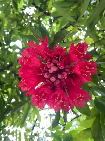 Flores Rojas Sobre Fondo Verde — Foto de Stock