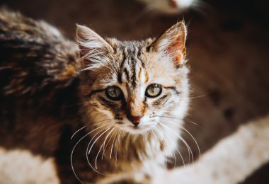 Şirin kedi.