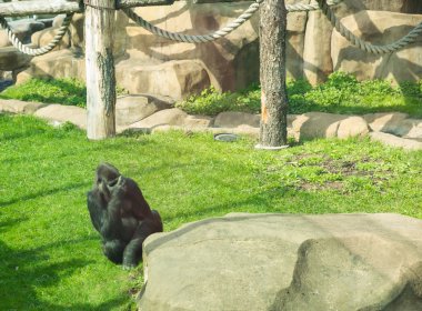 Moskova Hayvanat Bahçesi, goril