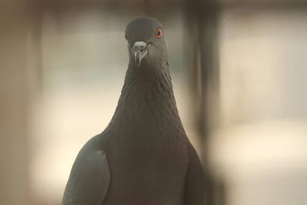 Retrato Perfecto Hermoso Pájaro —  Fotos de Stock