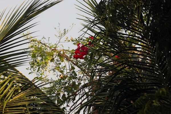 Muhteşem Palmiye Yaprağı ve Kırmızı Çiçekler.
