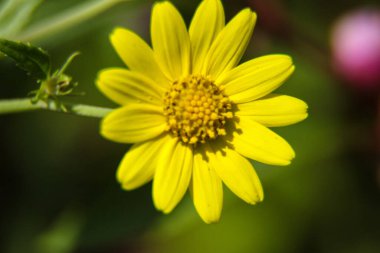 Tatlı Sarı Çiçek. Makro Fotoğraf.