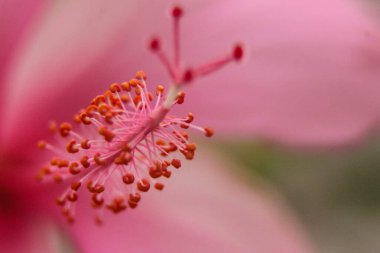 Güzel Pembe Hibiscus Çiçeği. Makro Fotoğraf.