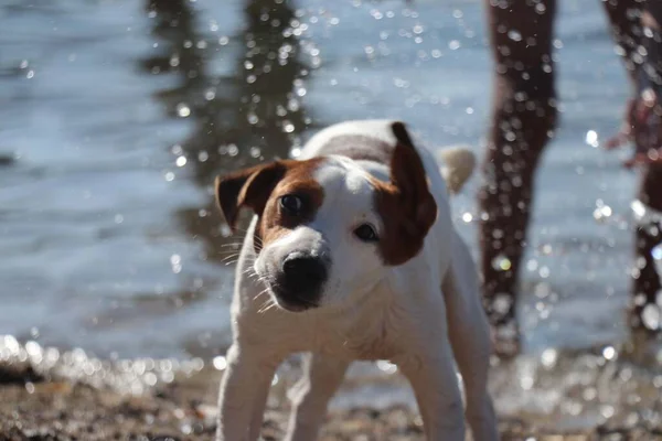 Dog Plays With Water. Summer.