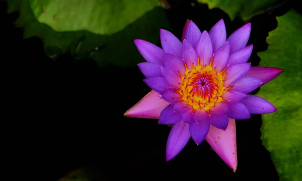 Magical Indian Lotus Flower. Love of Lotus Flower.