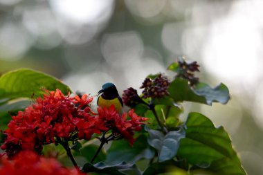 Mükemmel Aydınlık ve Güzel küçük arkadaş güneş kuşu