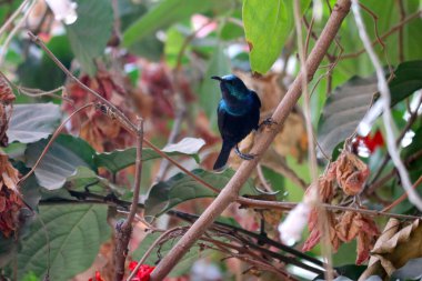 Ağaç Dalındaki Güzel Güneş Kuşu. Doğa Fotoğrafçılığı.