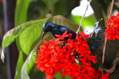 Güzel Mor Kızılderili Güneş Kuşu. Doğa Yaban Hayatı.