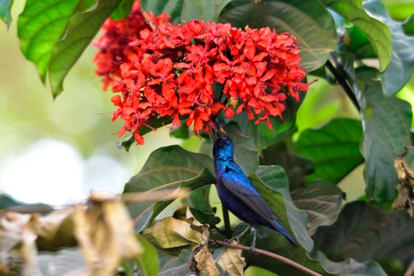 Mooie Vriend Mooie Zonnevogel Rode Bloemen Indiase Natuur — Stockfoto