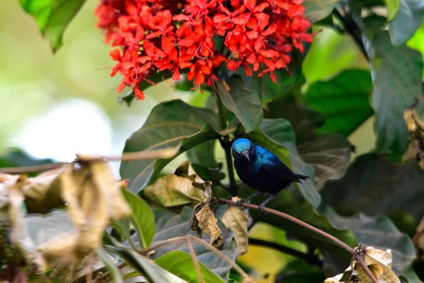 Vacker Vän Söt Solfågel Och Röda Blommor Indisk Natur — Stockfoto