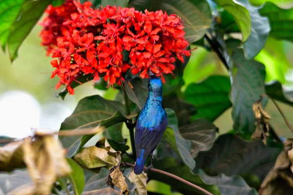 Piękny Przyjaciel Ładny Sunbird Czerwone Kwiaty Natura Indyjska — Zdjęcie stockowe