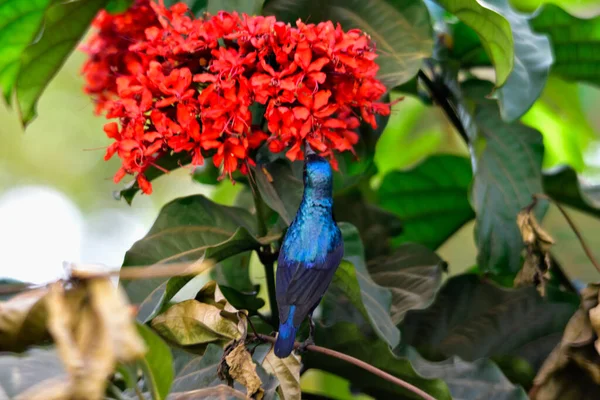 Beautiful Friend Pretty Sunbird Red Flowers Indian Nature — Stock Photo, Image