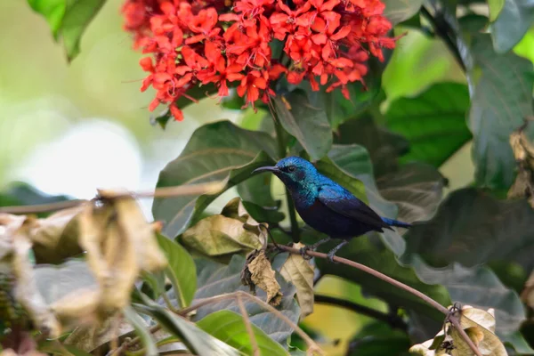 Schöner Freund Hübscher Sonnenvogel Und Rote Blumen Indische Natur — Stockfoto