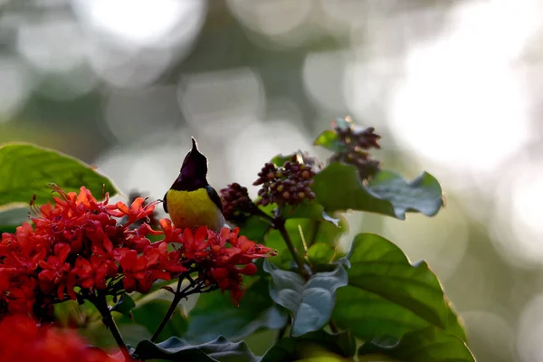 Mükemmel Aydınlık ve Güzel küçük arkadaş güneş kuşu