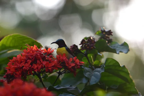 Doskonałe Światło Piękny Mały Przyjaciel Sunbird — Zdjęcie stockowe